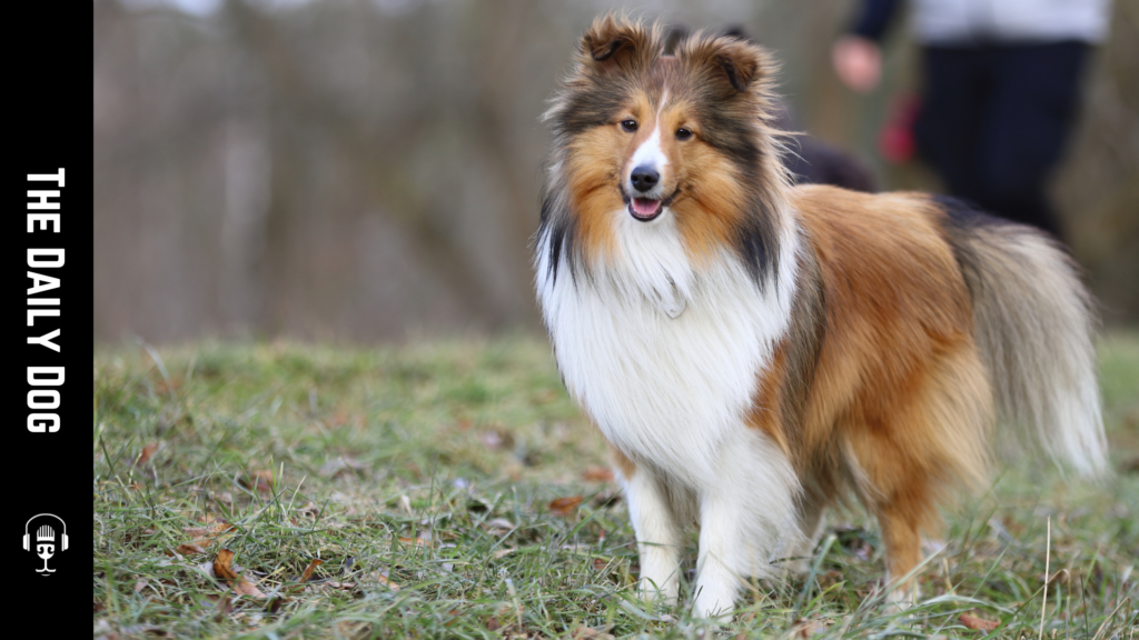 The Shetland Sheepdog: A Comprehensive Guide to This Charming Breed