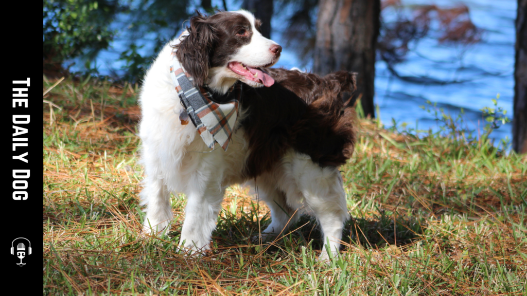 The English Springer Spaniel: A Comprehensive Guide to This Affectionate Breed
