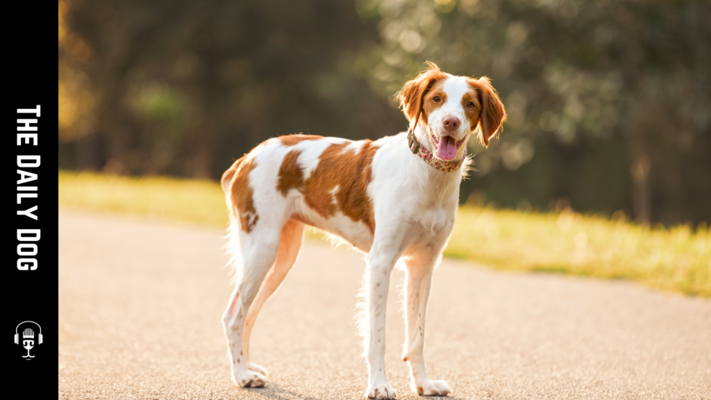 The Brittany Spaniel: A Comprehensive Guide to This Enthusiastic Breed
