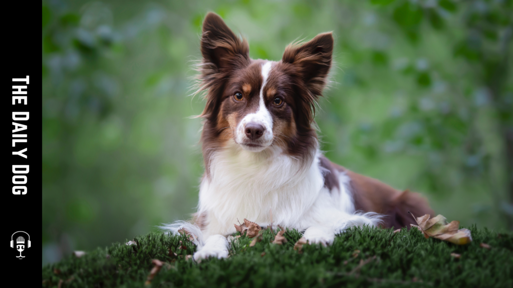 The Miniature American Shepherd: A Comprehensive Guide to the Charming Companion