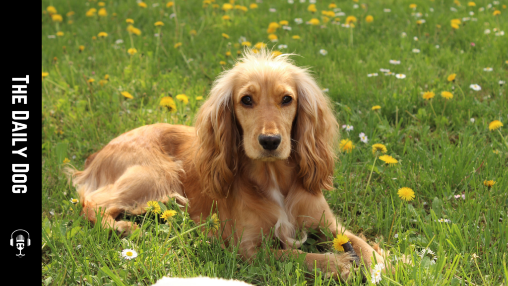 Meet the Affectionate Cocker Spaniel!