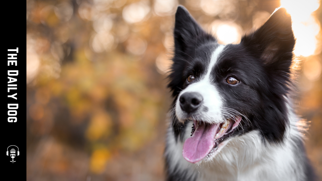The Ultimate Guide to Border Collies: A Loyal Companion for Active Families