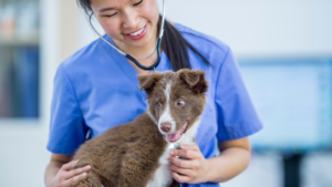 13 Questions Your Vet Will Ask You