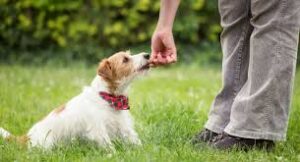 dog training in the new year