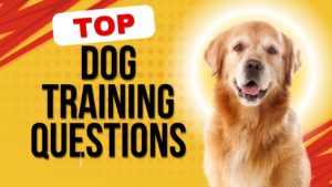 Answering Your Top Dog Training Questions