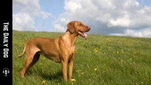 The Vizsla: A Loyal Companion with an Energetic Spirit