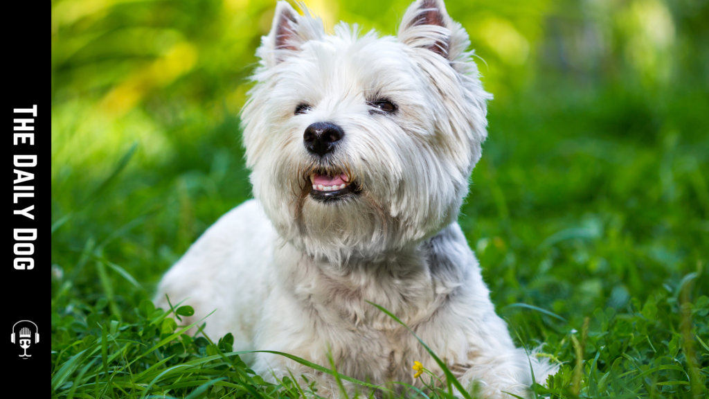 Discovering the West Highland White Terrier: A Charming Companion
