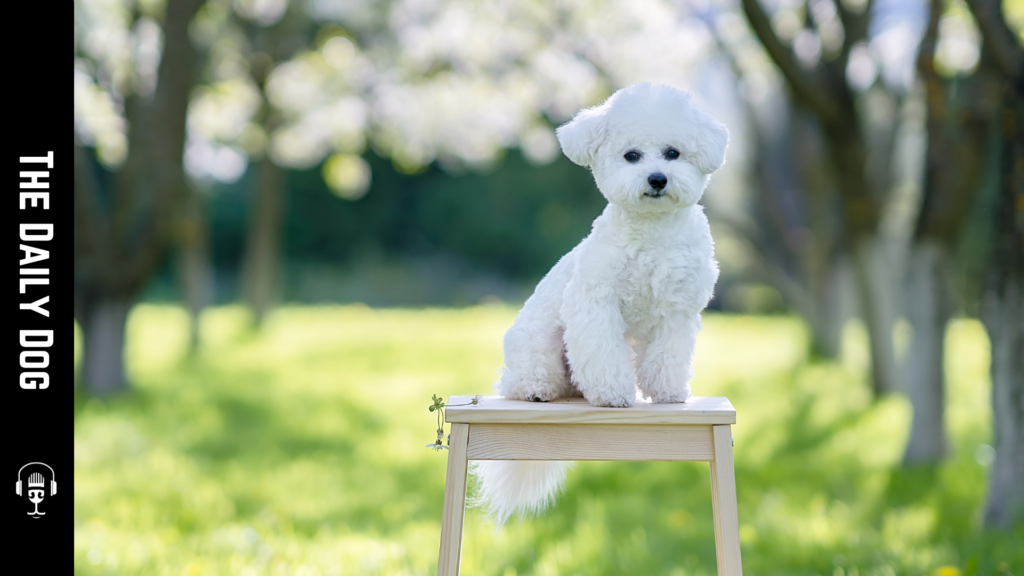 The Charming Bichon Frise: A Delightful Companion for Every Home