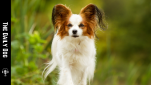 Discovering the Papillon: A Delightful Companion with Wings