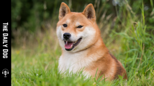 The Shiba Inu: A Charming Companion with a Rich History