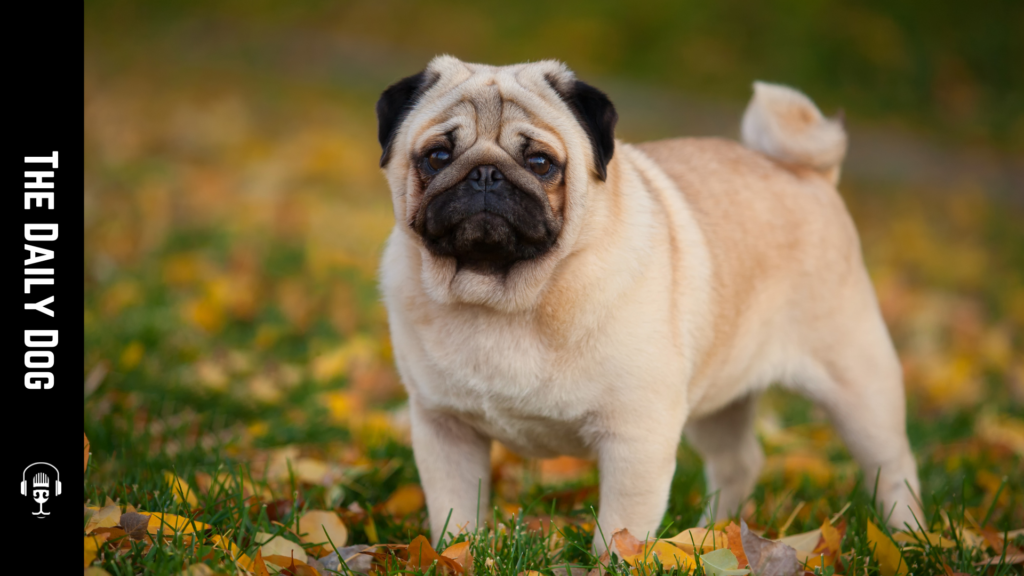 Discovering the Charming World of Pugs: A Breed Like No Other