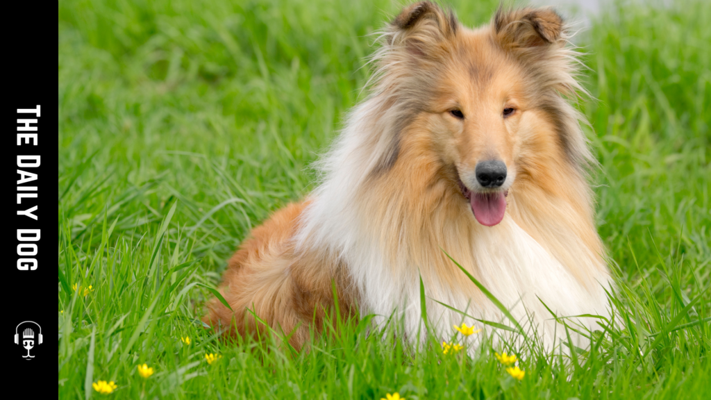 The Collie: A Loyal Companion with a Rich Heritage
