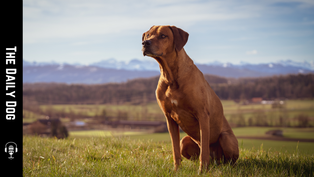 The Rhodesian Ridgeback: A Loyal Companion with a Unique Flair