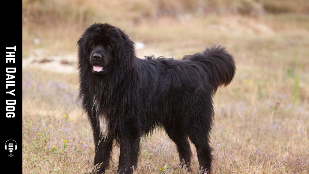 Discovering the Majestic Newfoundland Dog: A Gentle Giant of the Canine World