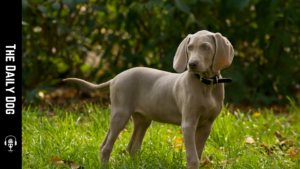 Understanding the Weimaraner: The Silver Ghost of the Dog World