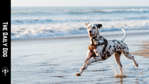 Discovering the Unique Charm of the Dalmatian Breed