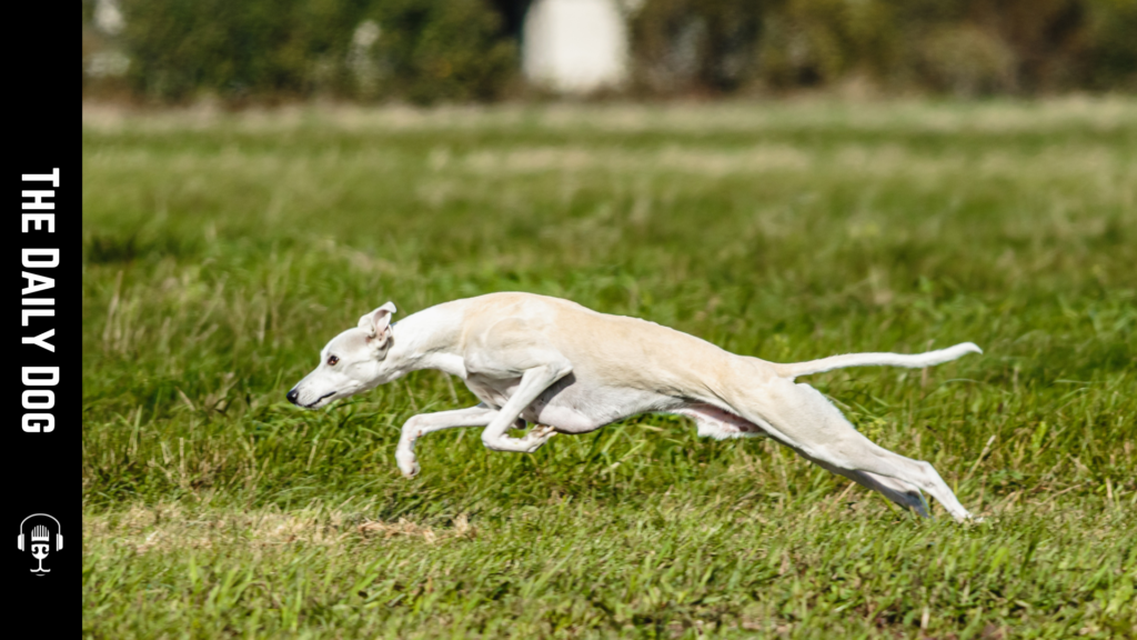 The Whippet: A Remarkable Breed for Active Families