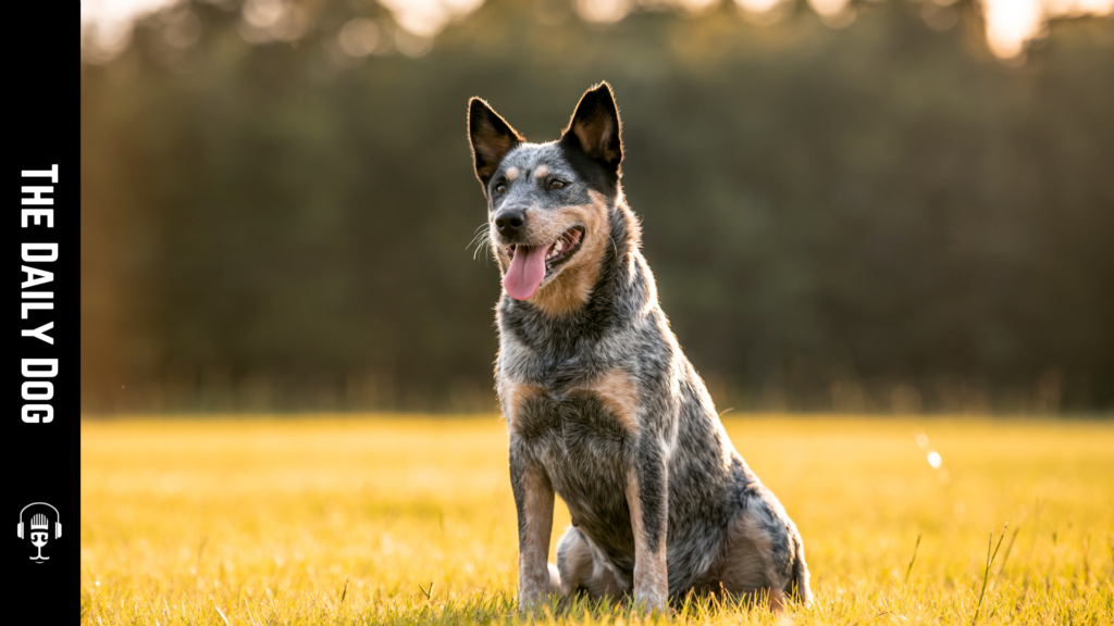 The Australian Cattle Dog: A Loyal Companion and Workhorse