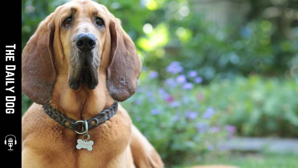 Discovering the Bloodhound: The Ultimate Scent Detection Canine
