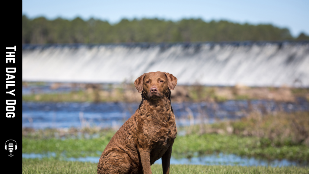 Discovering the Chesapeake Bay Retriever: A Loyal Companion