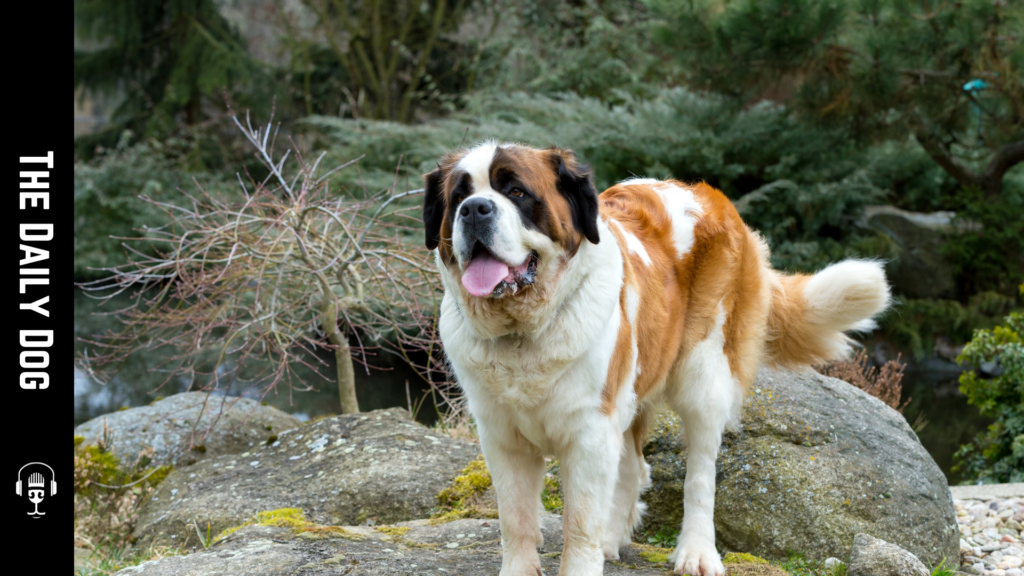 Discovering the Majestic Saint Bernard: A Gentle Giant