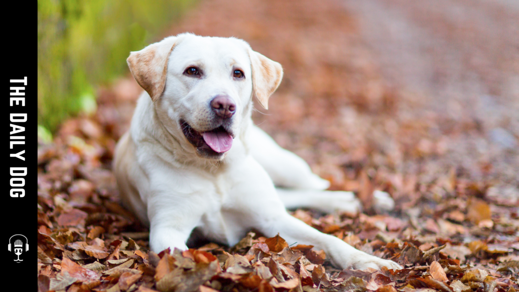 The Labrador Retriever: A Loyal Companion for Every Family