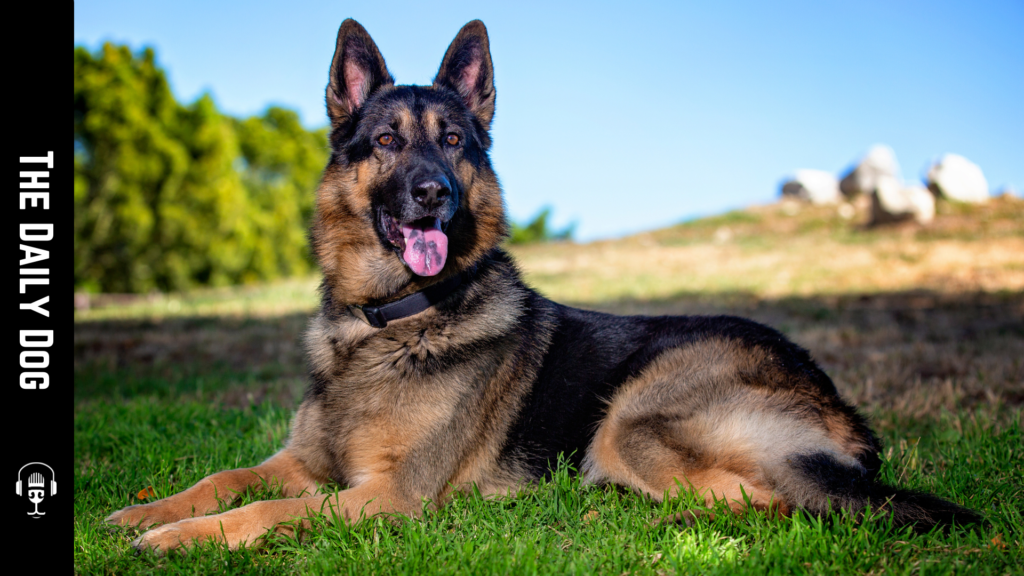 The German Shepherd Dog: An In-Depth Look at a Beloved Breed