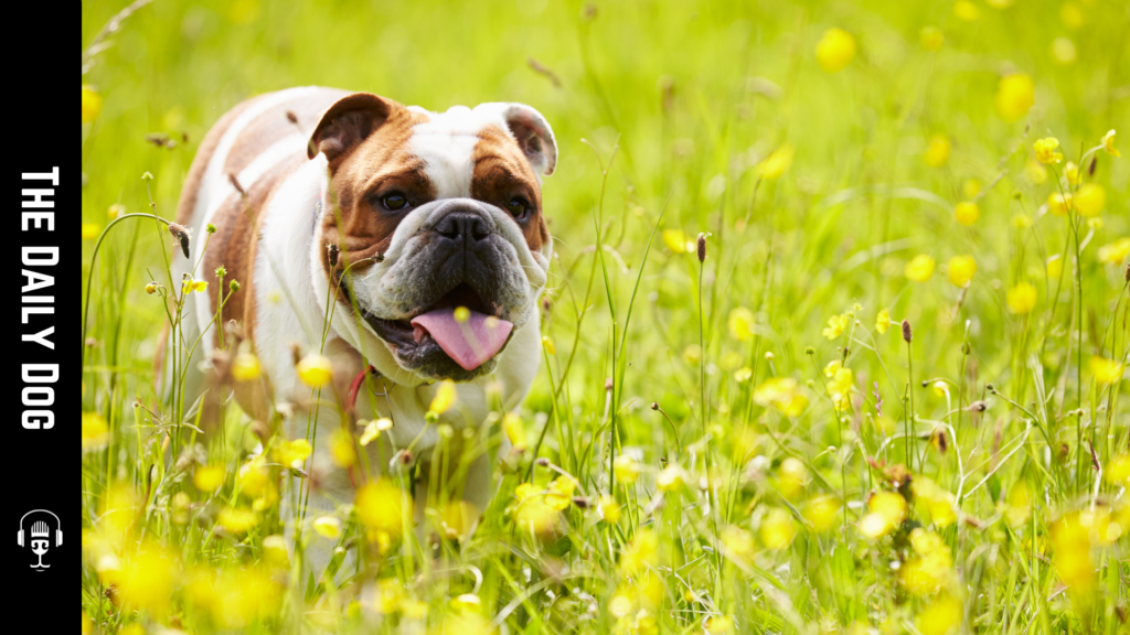 The Bulldog: A Loyal Companion with a Unique Charm
