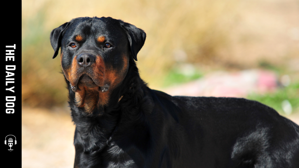 Unveiling the Rottweiler: A Loyal Companion with a Rich Heritage
