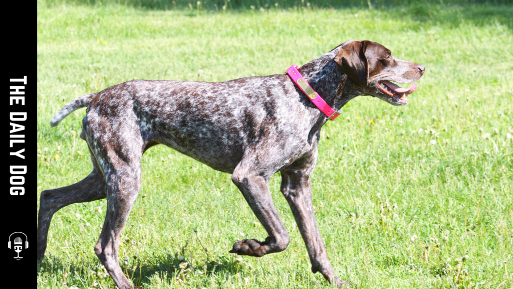 Discovering the German Shorthaired Pointer: A Versatile and Energetic Companion
