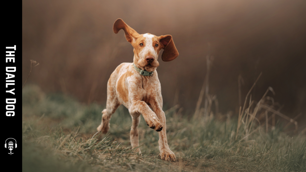 Discovering the Bracco Italiano: A Unique Breed of Italian Heritage