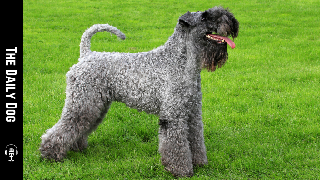 The Kerry Blue Terrier: A Unique Companion with a Rich Heritage