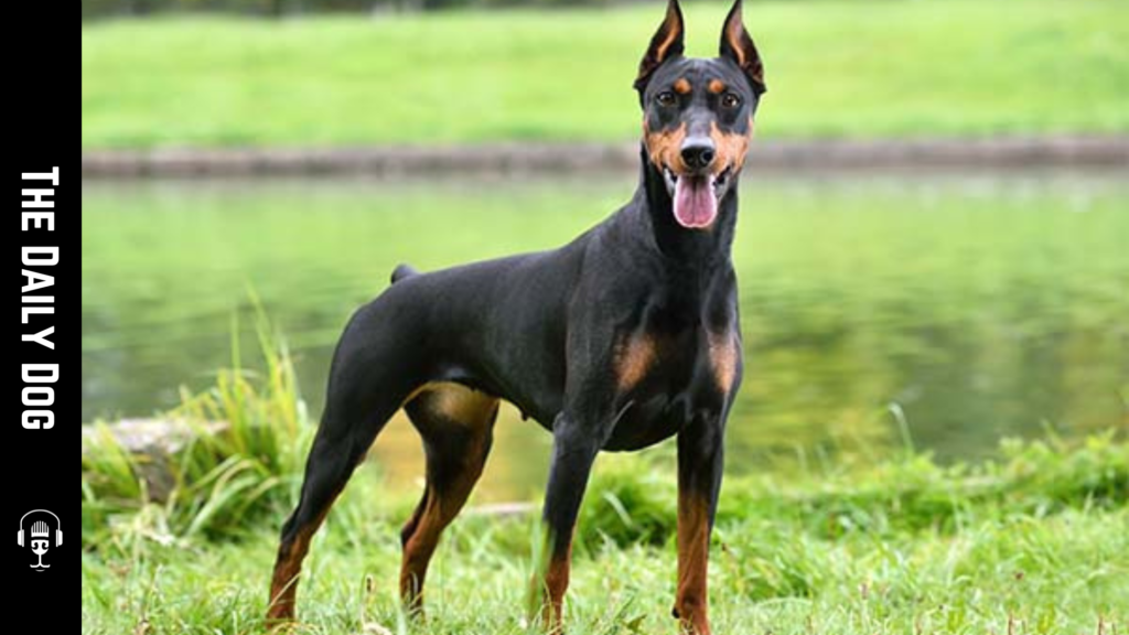 Discovering the German Pinscher: A Loyal Companion and Exceptional Worker