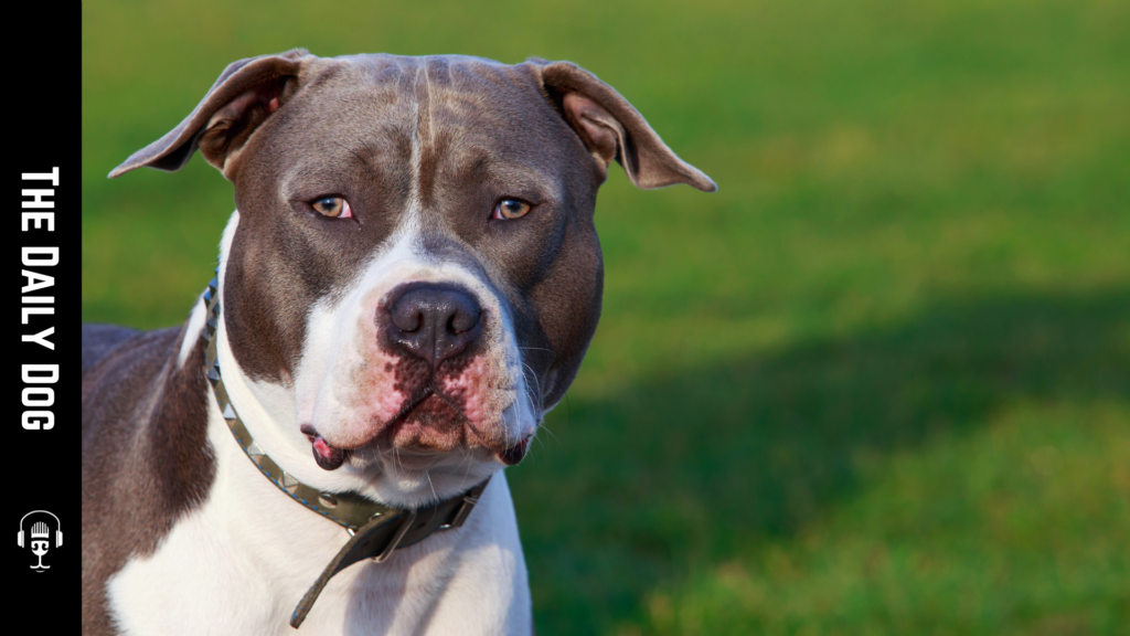 The American Staffordshire Terrier: A Loyal Companion and Family Friend