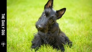 Discovering the Scottish Terrier: A Charming Companion with a Rich Heritage
