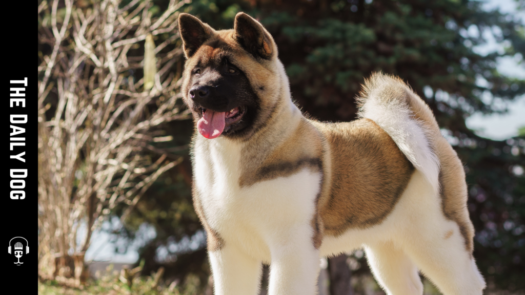 The Majestic Akita: A Deep Dive into One of Japan’s Most Beloved Breeds