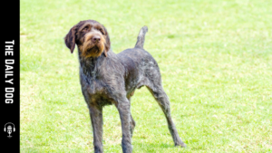 The German Wirehaired Pointer: A Versatile Companion for Active Families