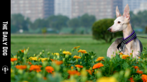 Discovering the Italian Greyhound: A Charming Companion with a Unique Heritage