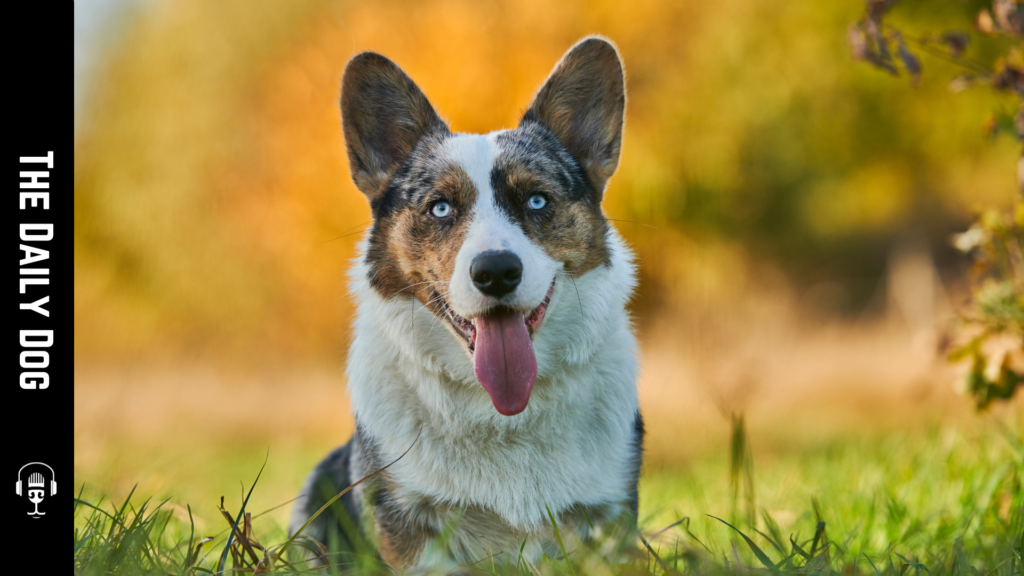 The Charming Cardigan Welsh Corgi: A Loyal Companion