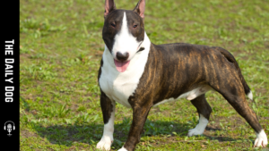 The Bull Terrier: A Unique Blend of Charm and Strength