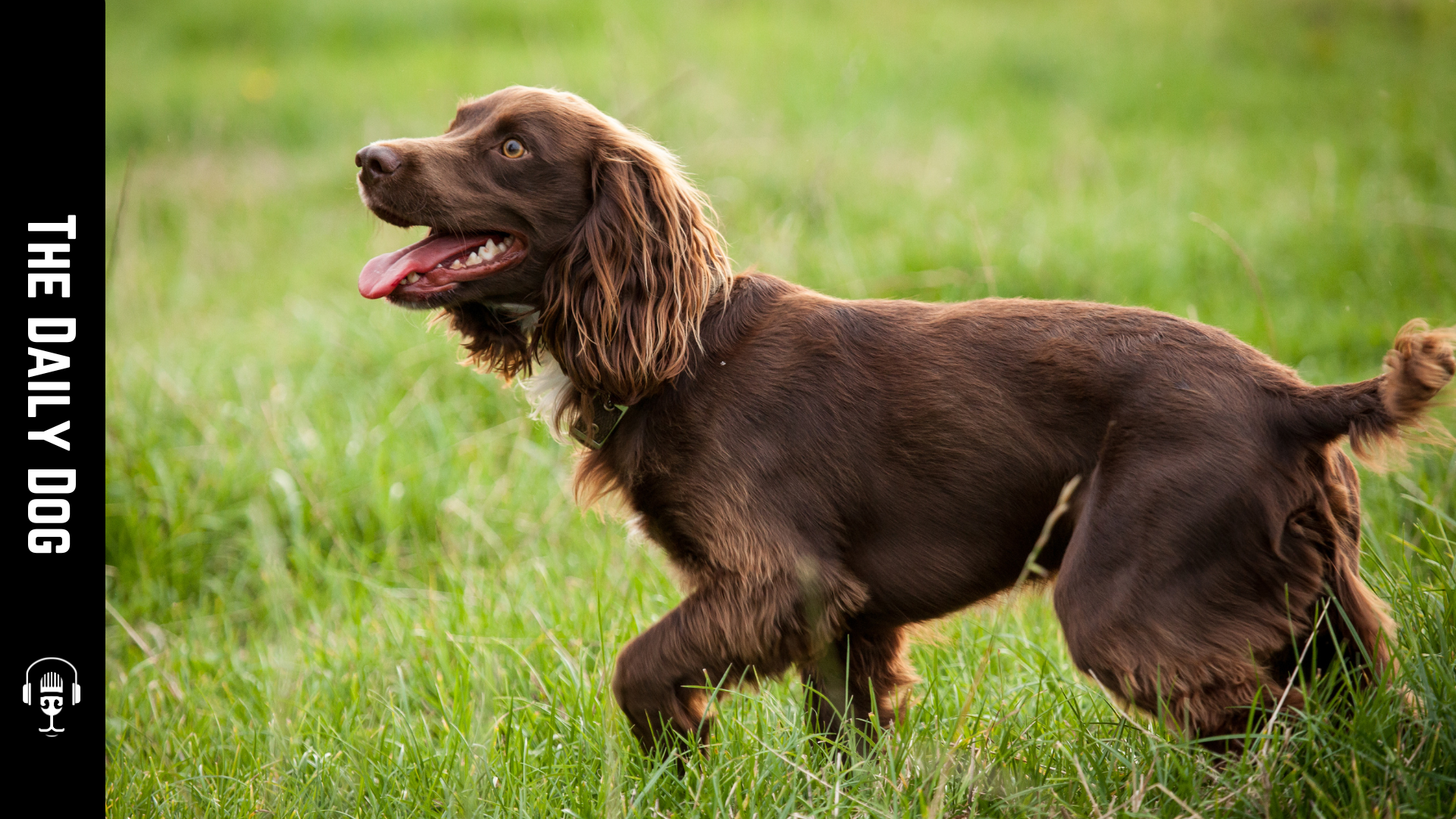 Discovering the Boykin Spaniel: A Loyal Companion and Versatile Hunter ...
