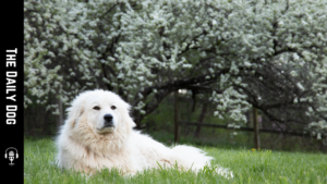The Majestic Great Pyrenees: A Gentle Giant of the Canine World