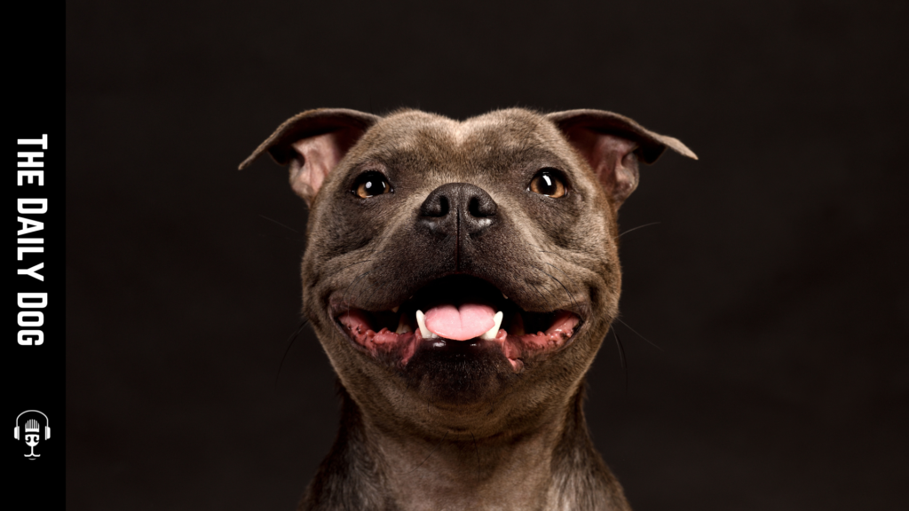 Understanding the Staffordshire Bull Terrier: A Loyal Companion