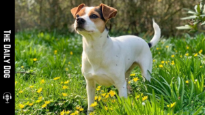 Discovering the Danish-Swedish Farmdog: A Loyal Companion for Every Home