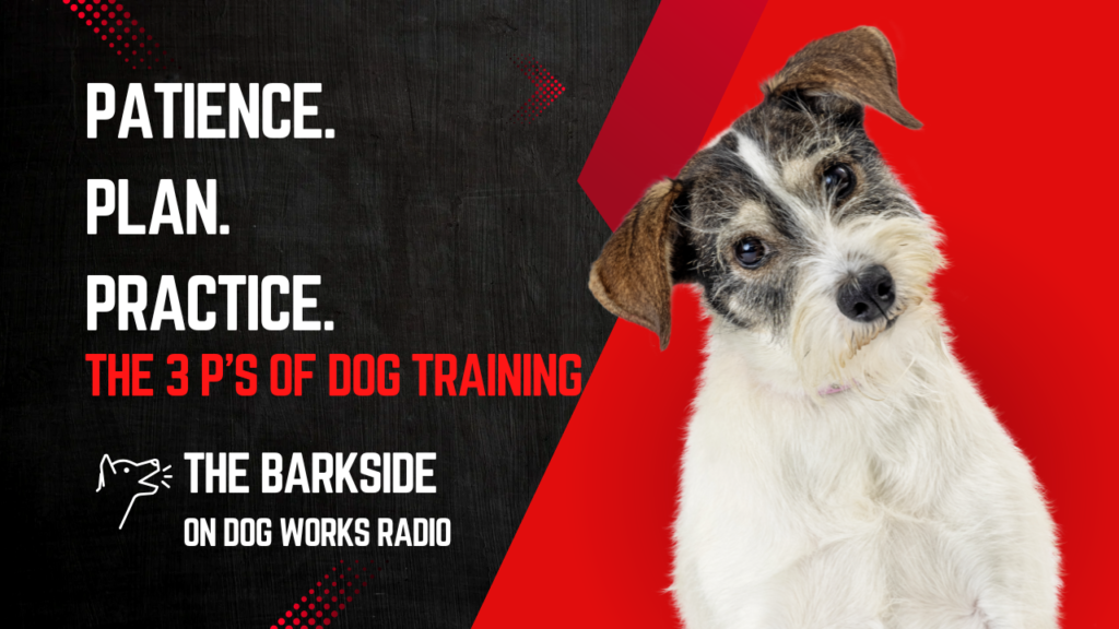 The Three P’s of Dog Training