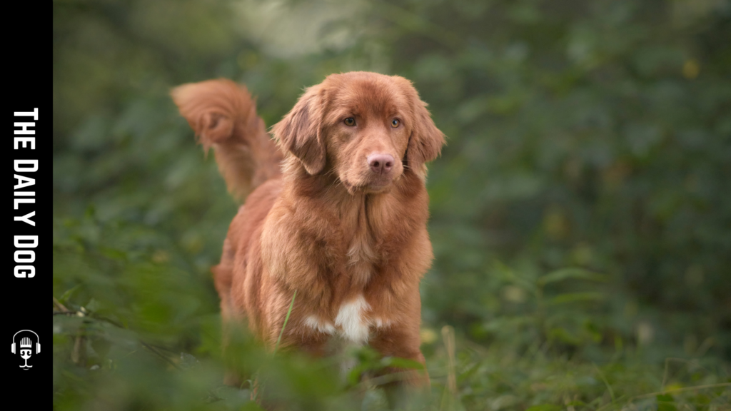 Discovering the Nova Scotia Duck Tolling Retriever: A Unique Companion
