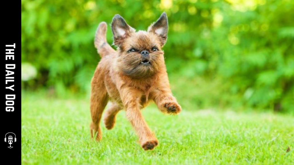 The Charming Brussels Griffon: A Delightful Companion