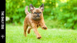 The Charming Brussels Griffon: A Delightful Companion