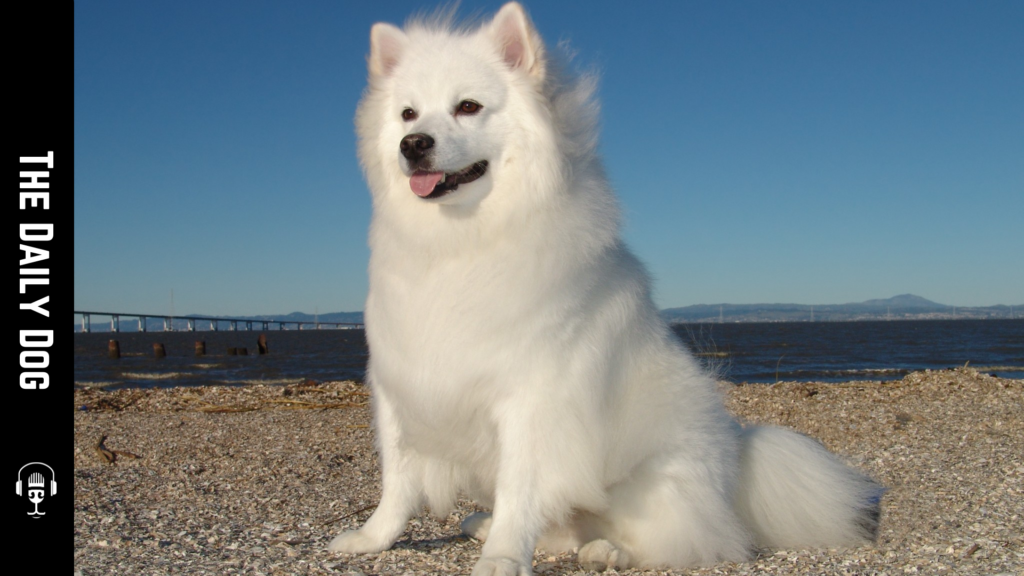 The American Eskimo Dog: A Joyful Companion with a Distinctive Flair