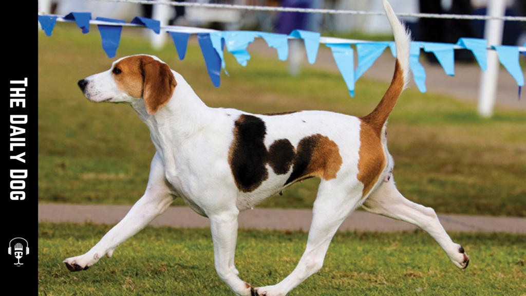 Discovering the Harrier: The Charming Hunting Companion